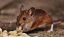 24 Hour & Emergency Exterminators in Ocean Park, ME